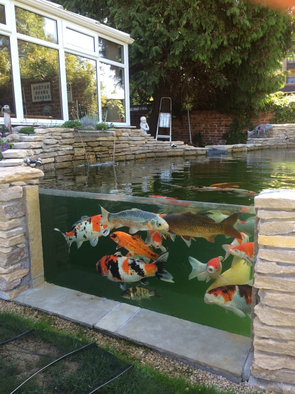 Koi Ponds – Southern Waterscapes
