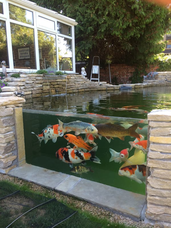 raised koi pond design